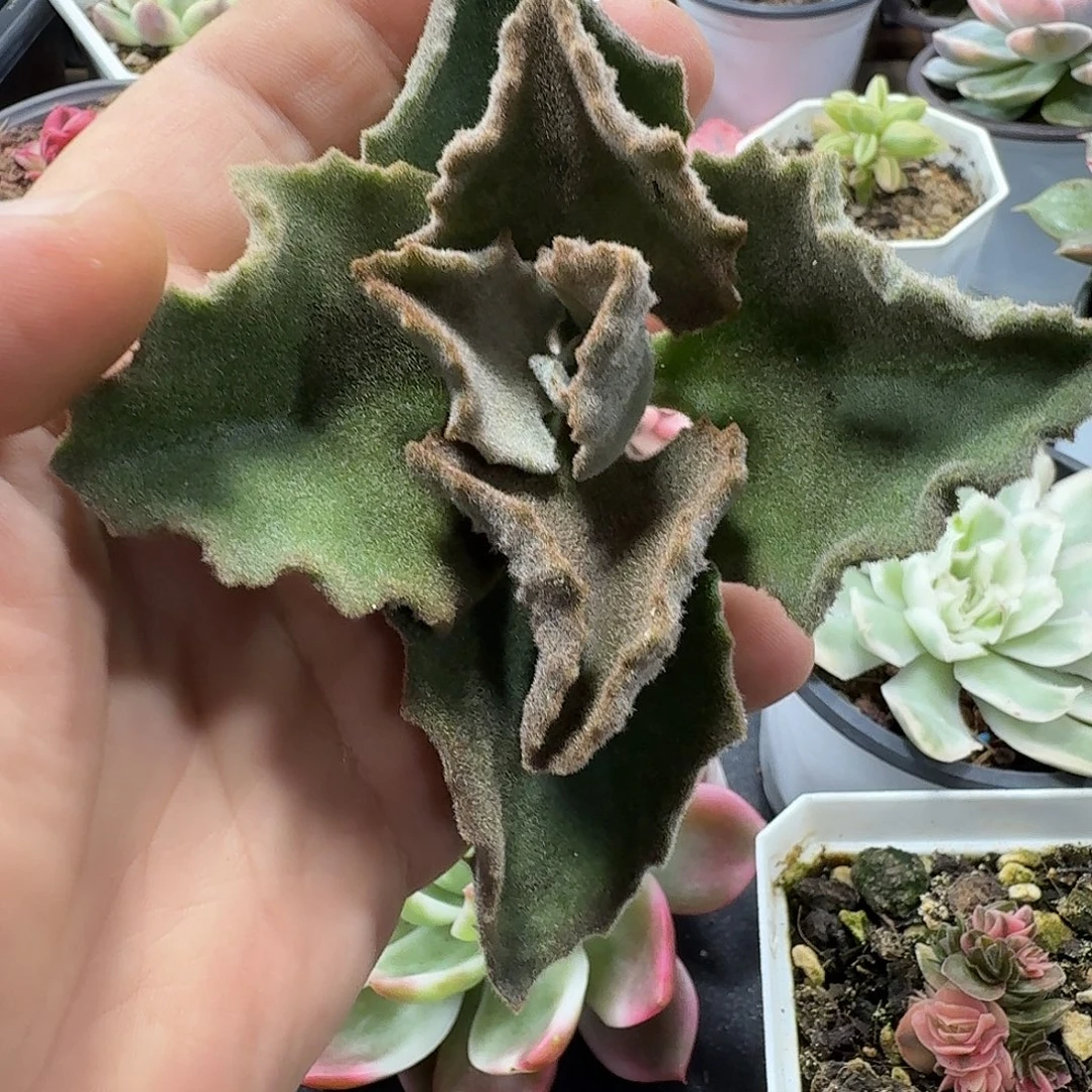 青***驴小方花圃一物一拍