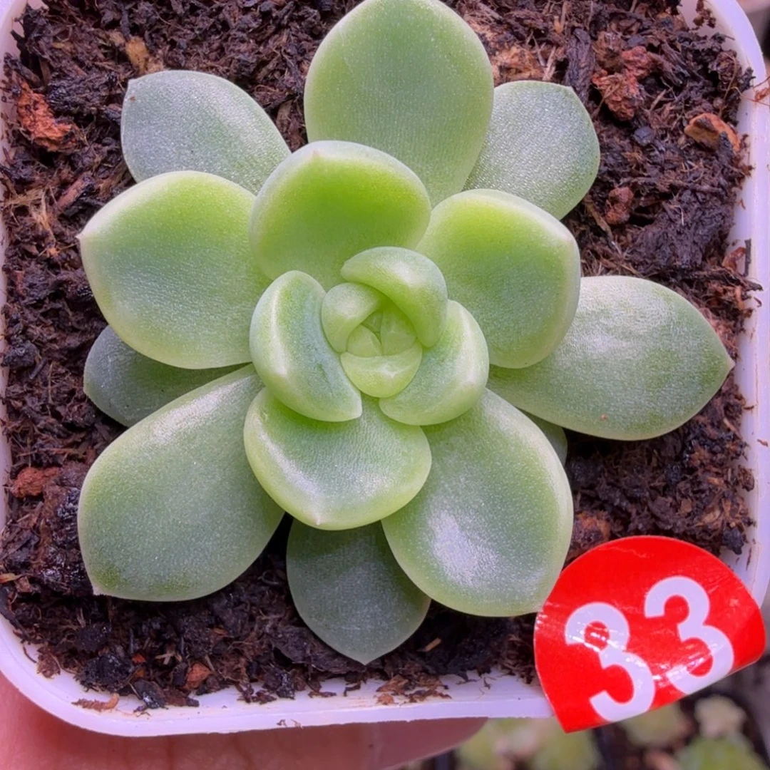 33号甜心甜吖一物一拍