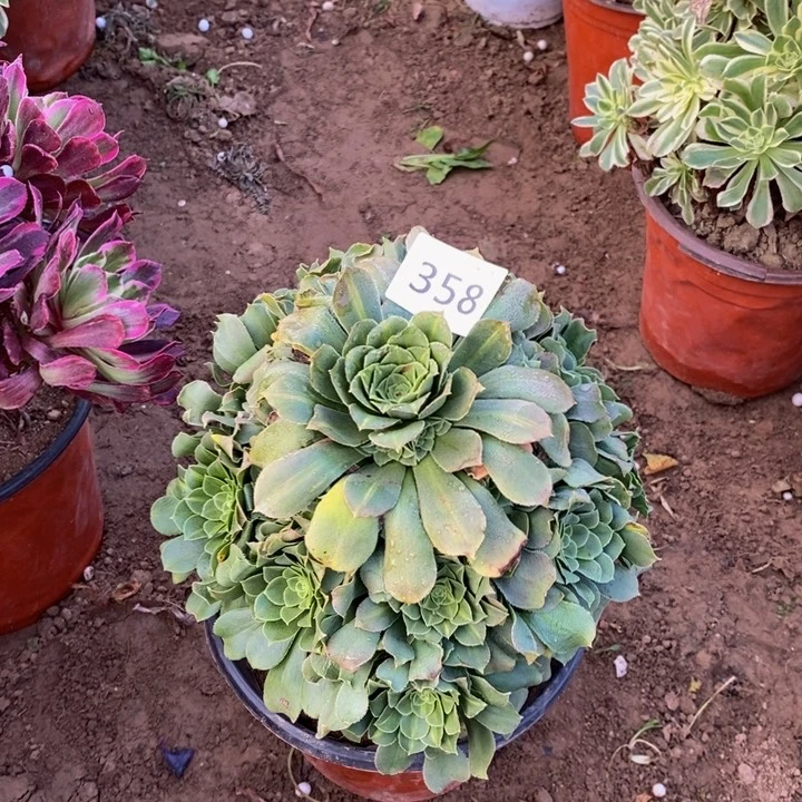 358绿玫瑰阴阳多肉
