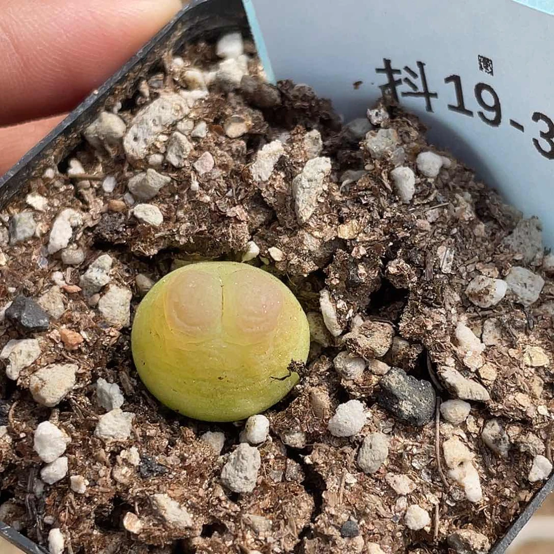 19-39拉登多肉植物
