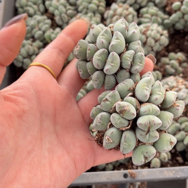 两颗口迪8888888888888