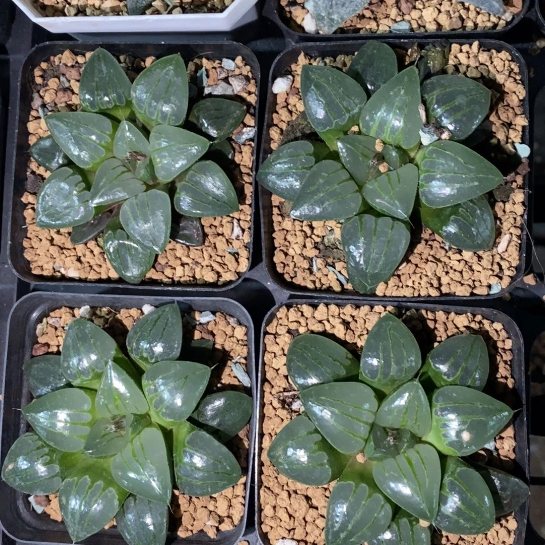 翠虎一颗 元旦福利