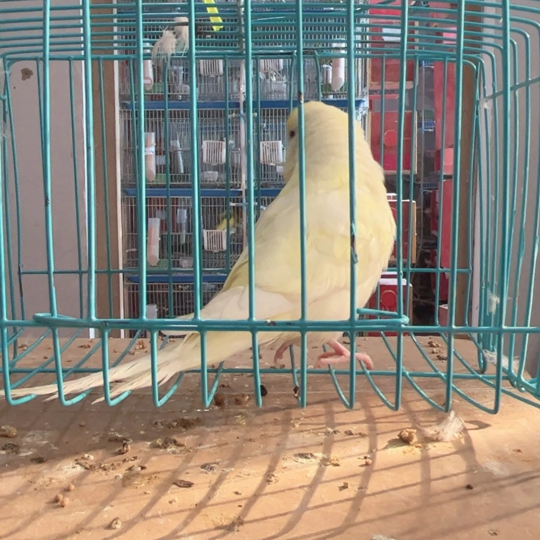 虎皮鹦鹉我的小姐姐