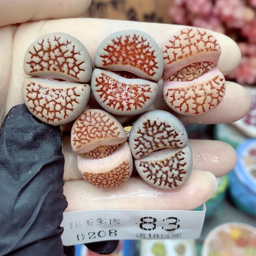 生石花满18包邮8-83