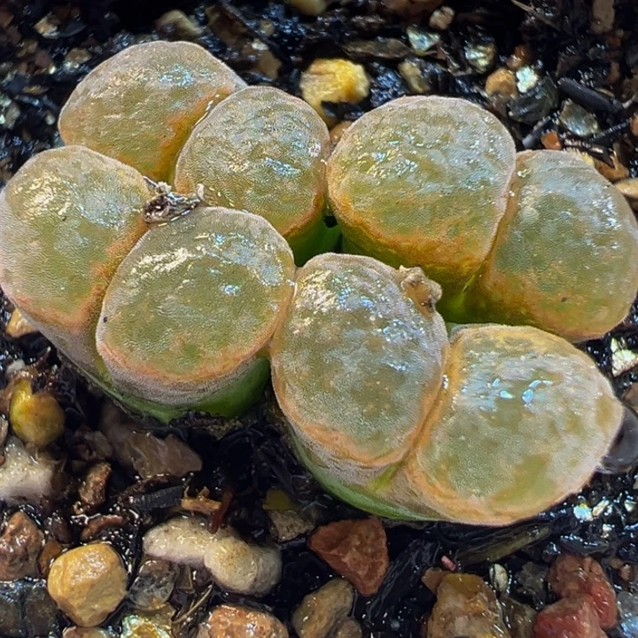 4头粉极窗多肉植物