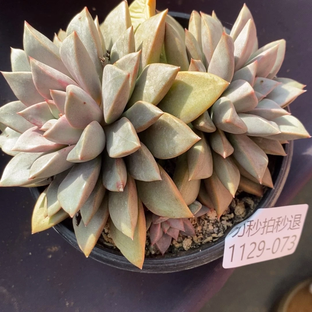 两单包邮1129-073