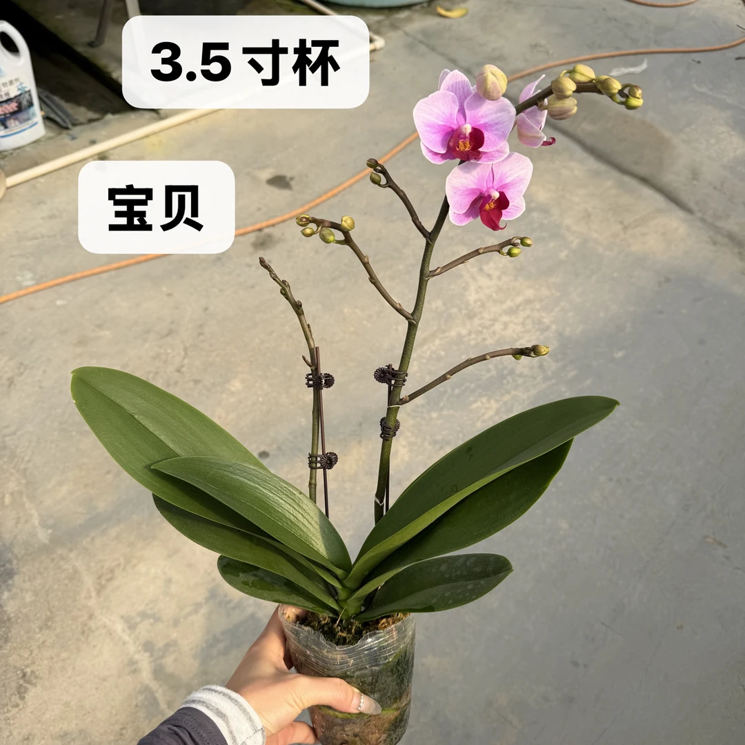 【宝贝第二名】3.5杯 中小花型精品耐开好养