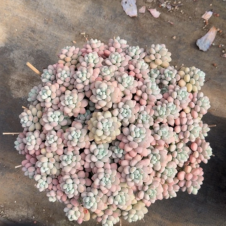 达芙妮多肉植物保护