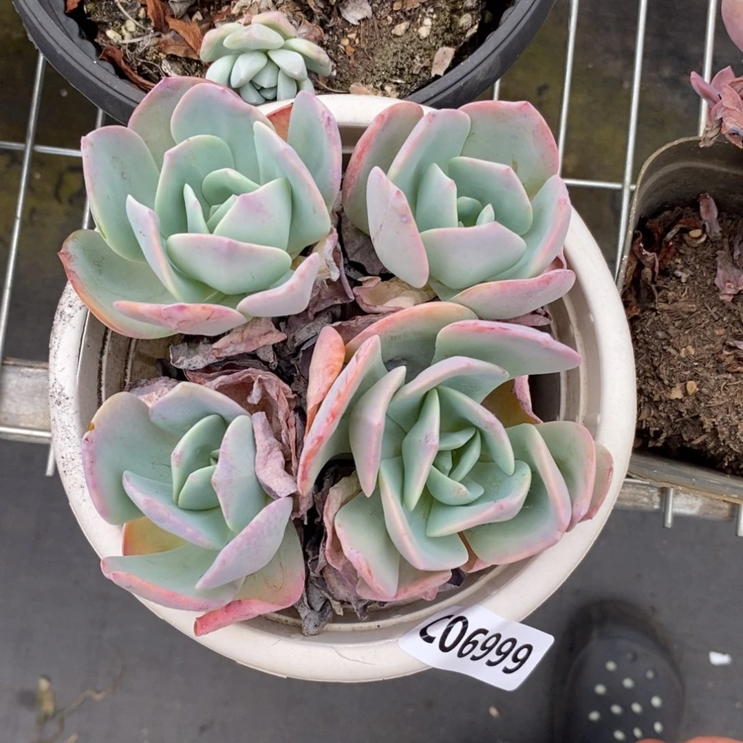 九****6999白凤多头一物一拍