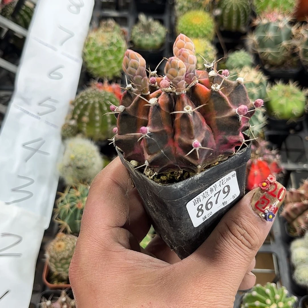 再****?8679一物一拍单头发货