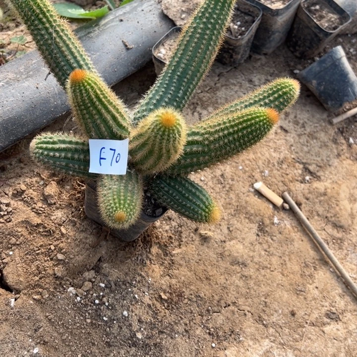 曾***梅F70双色金妞一颗30