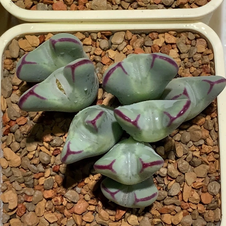 精品多肉植物少将sp