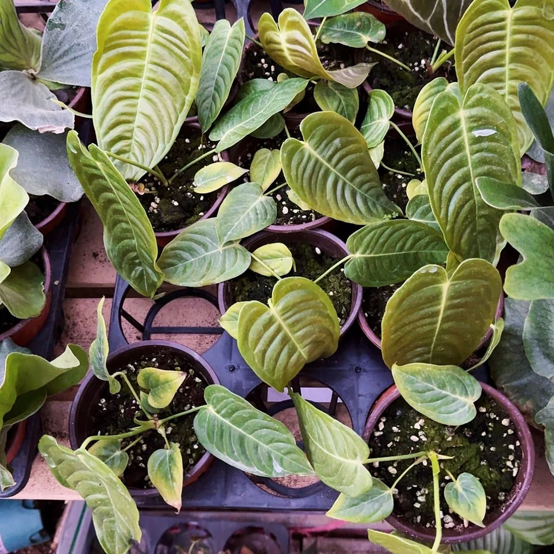 完全开放火鹤王花烛