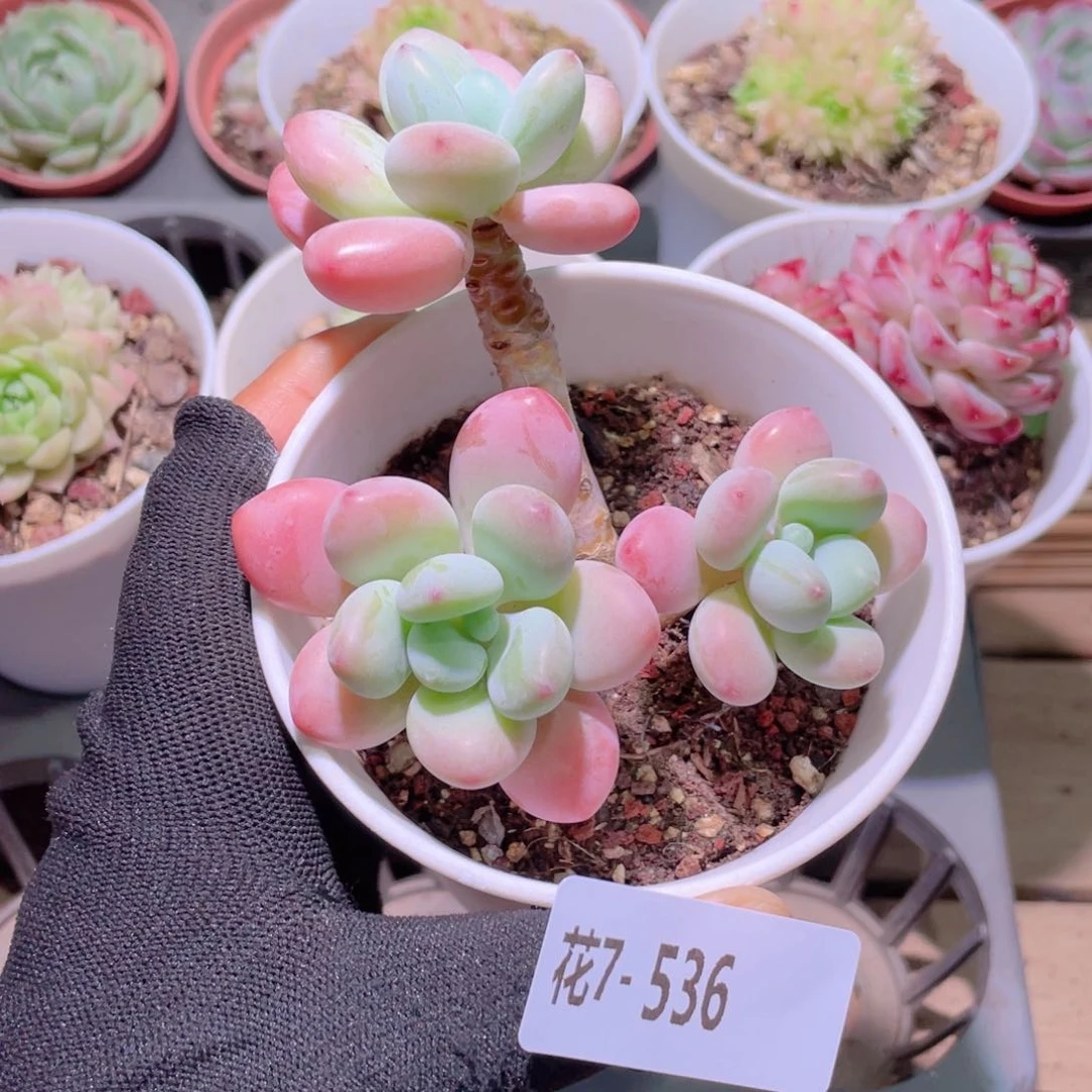 花利美7-536洛神