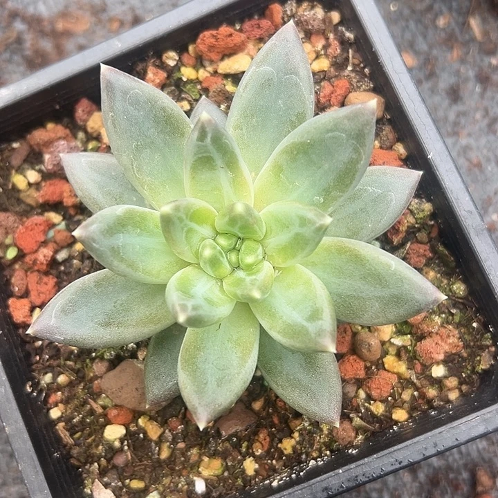 美人单头一物一拍美人