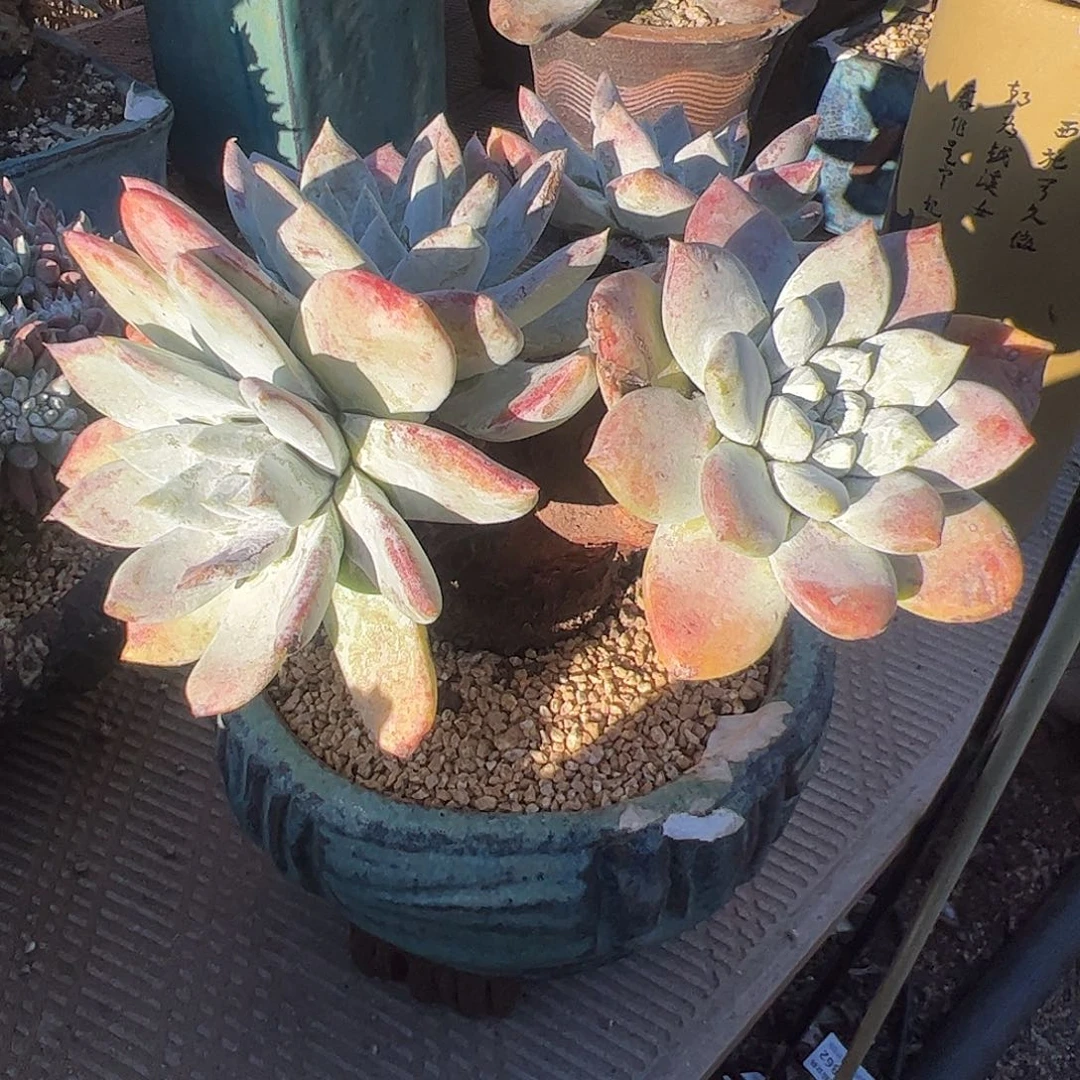 退****4061拇指苹果叶仙女杯