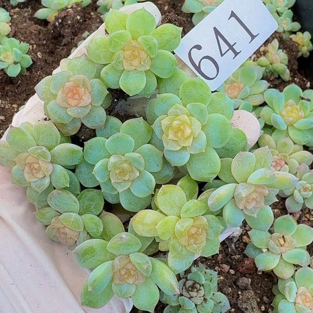 桔*多肉植物多肉植物641
