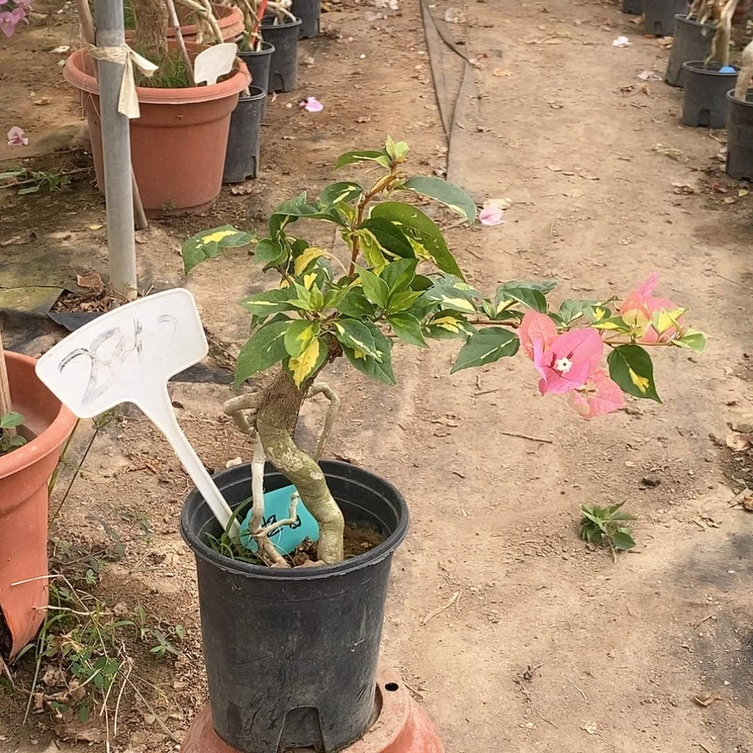 大部分开放少量花苞橙白2862