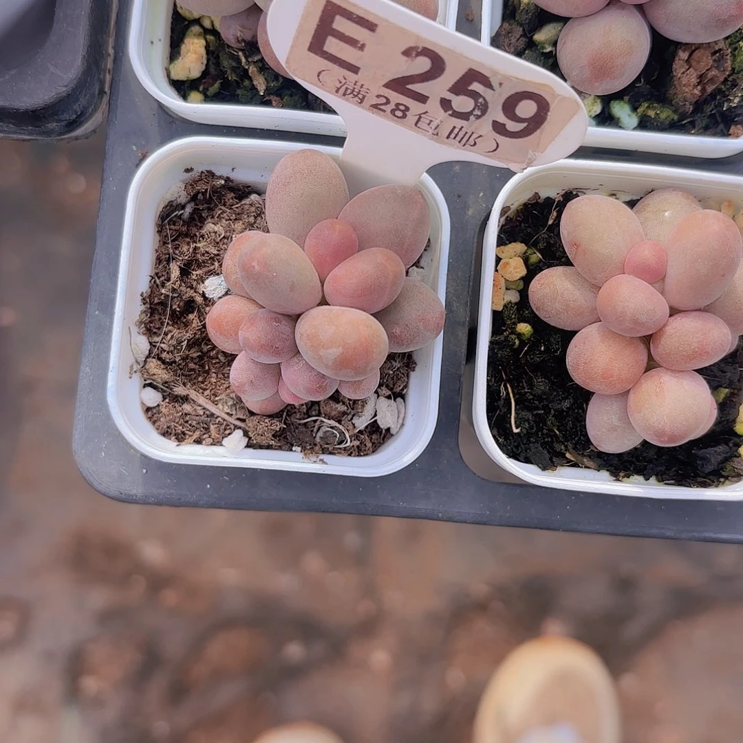 E259糖果美人一物一拍