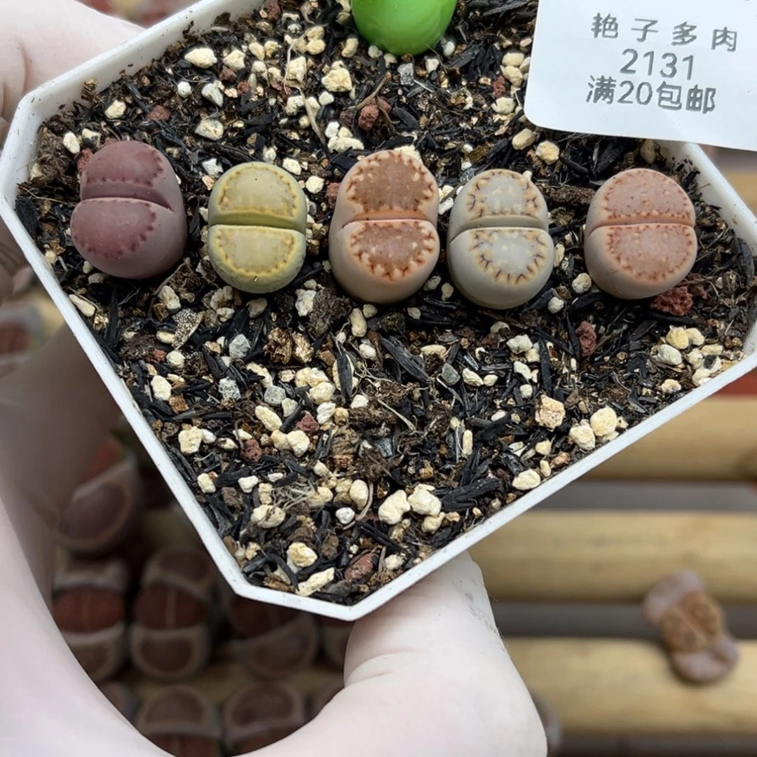 2131号一首彩色饼干发货