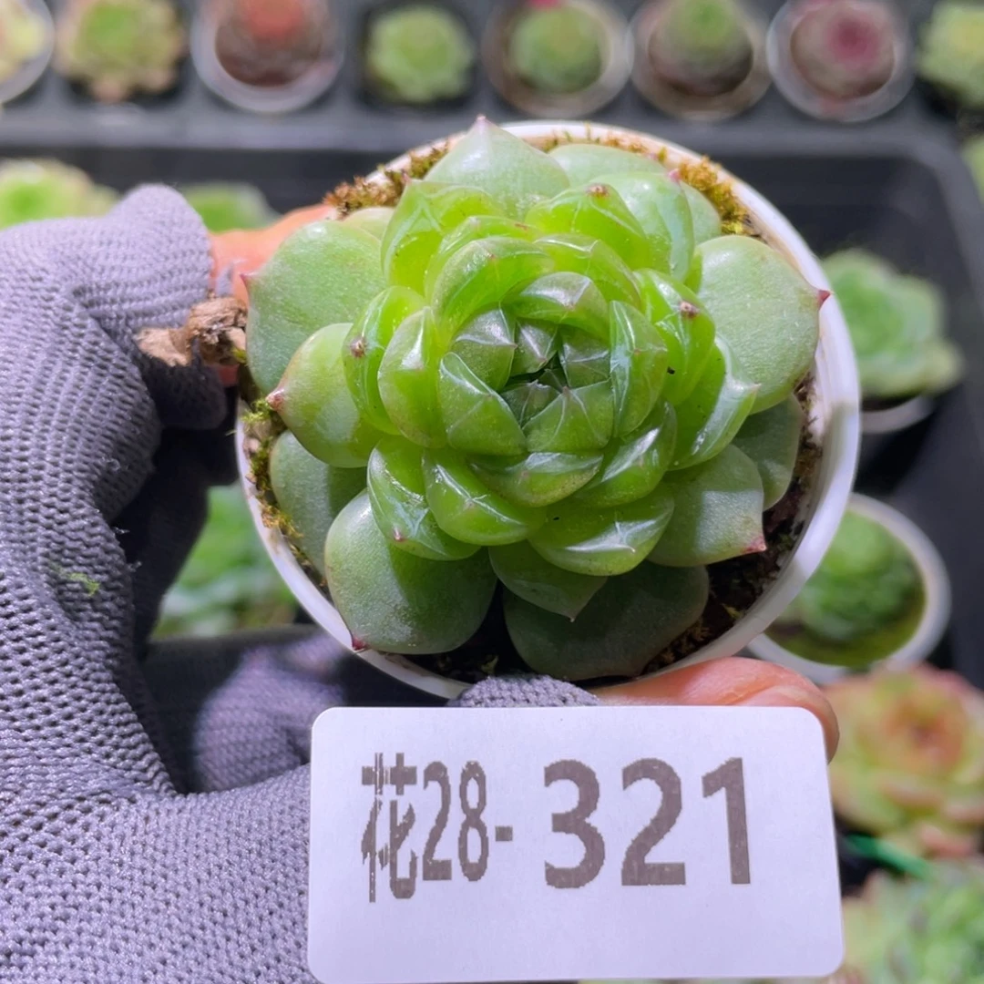 花利美28-321珍妮