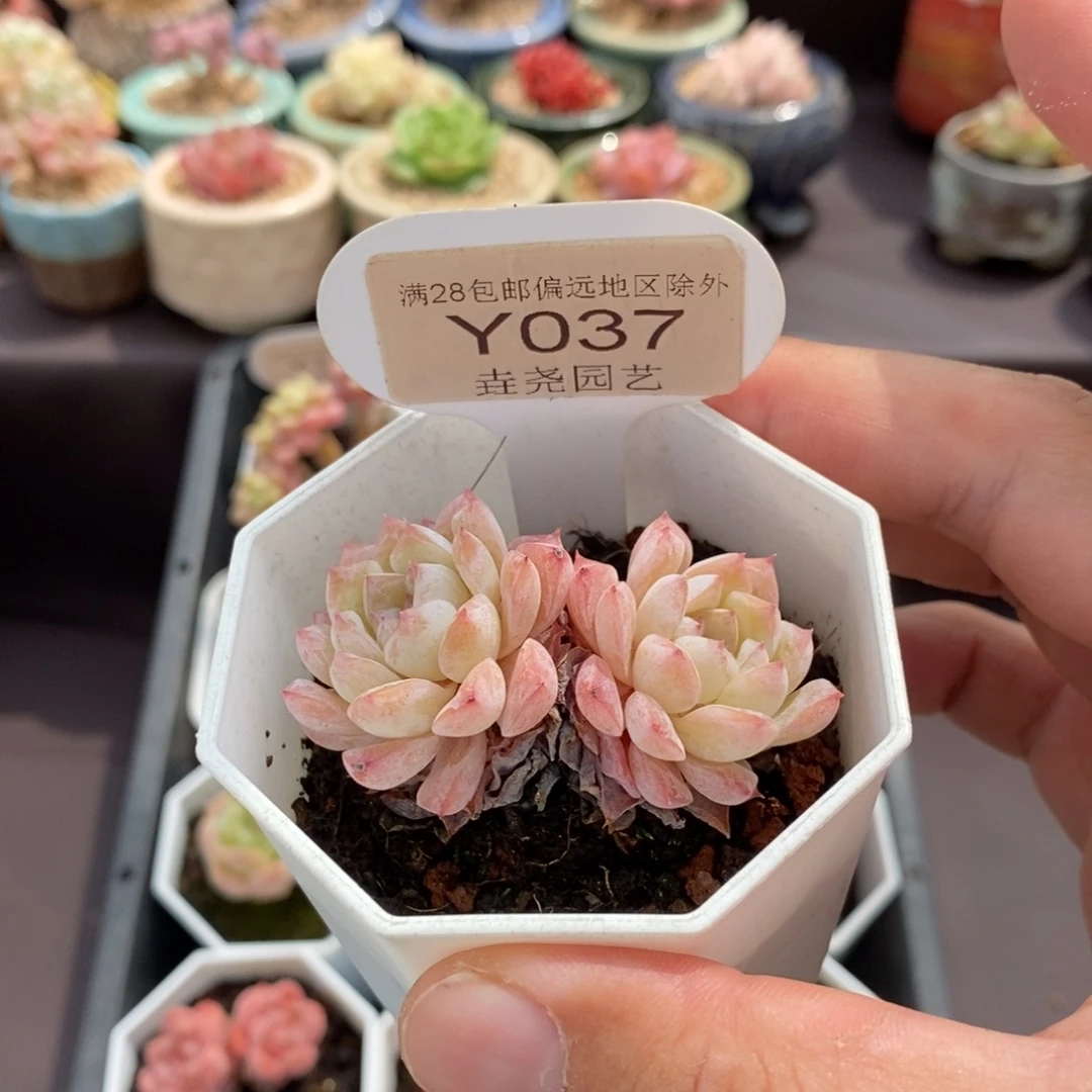 0037 醉颜双头 5cm