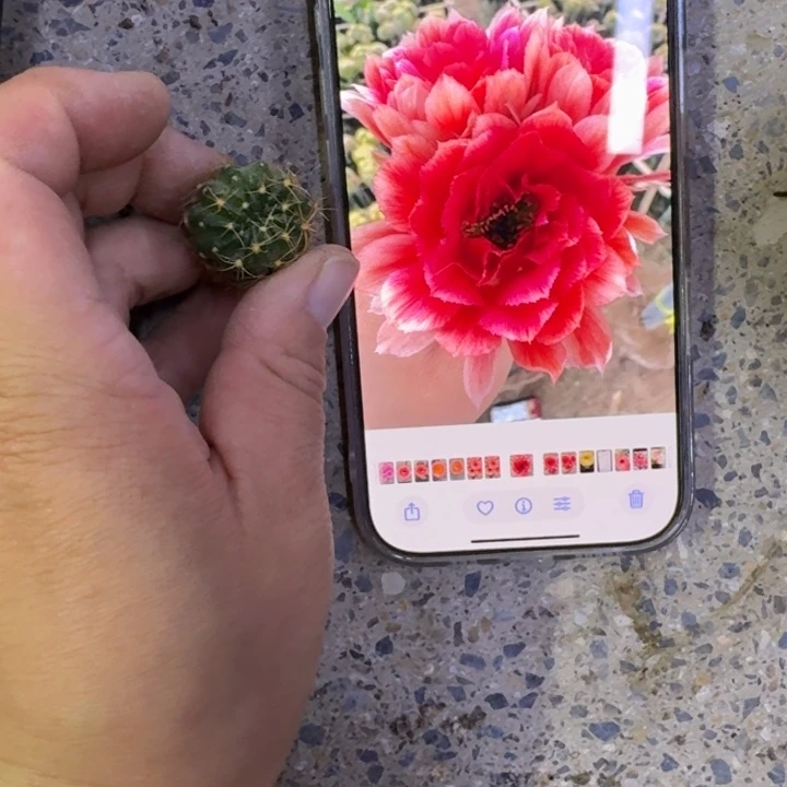 222丽老丽86歪无根侧牙2公分左右,20包邮
