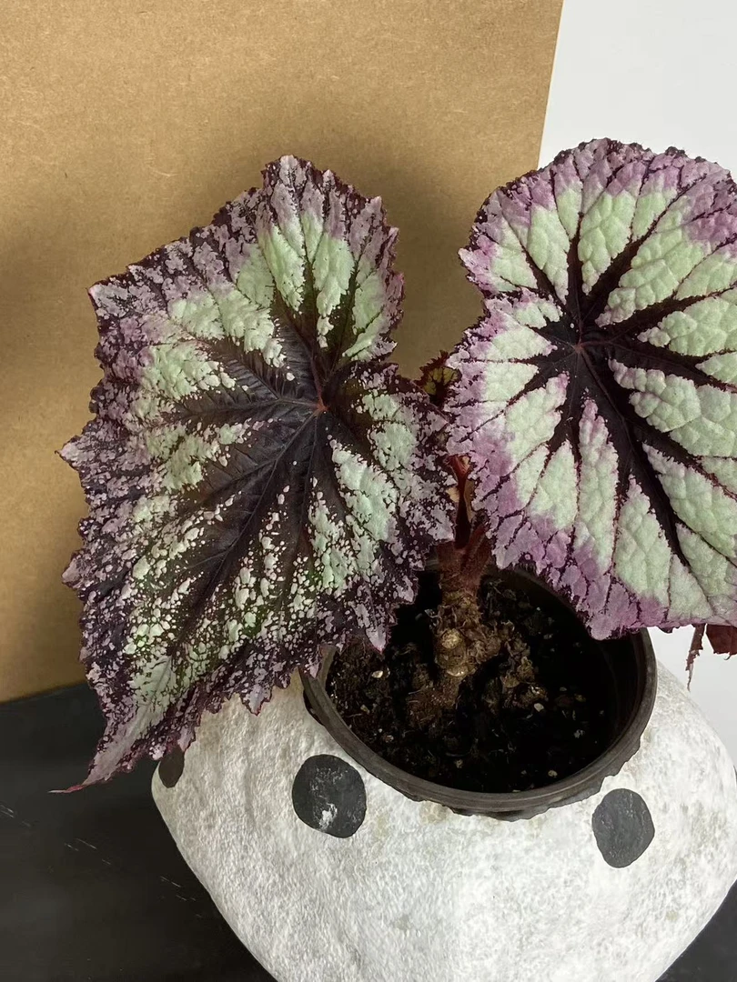 公主秋海棠室内观赏绿植耐阴好养适合书房客厅摆放