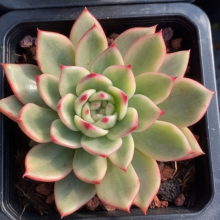 蔚蓝乌木锦多肉植物