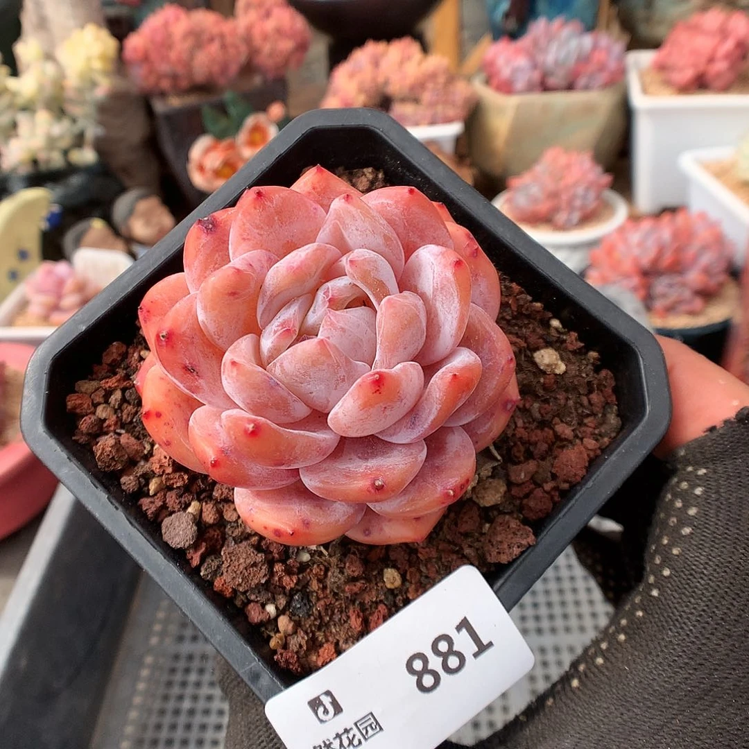 881冰橙多肉植物6366
