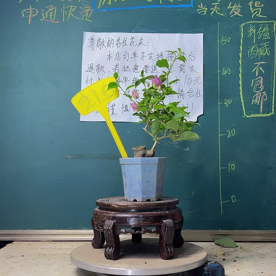 当前无花栽培后可以开花雪紫 大宝 215