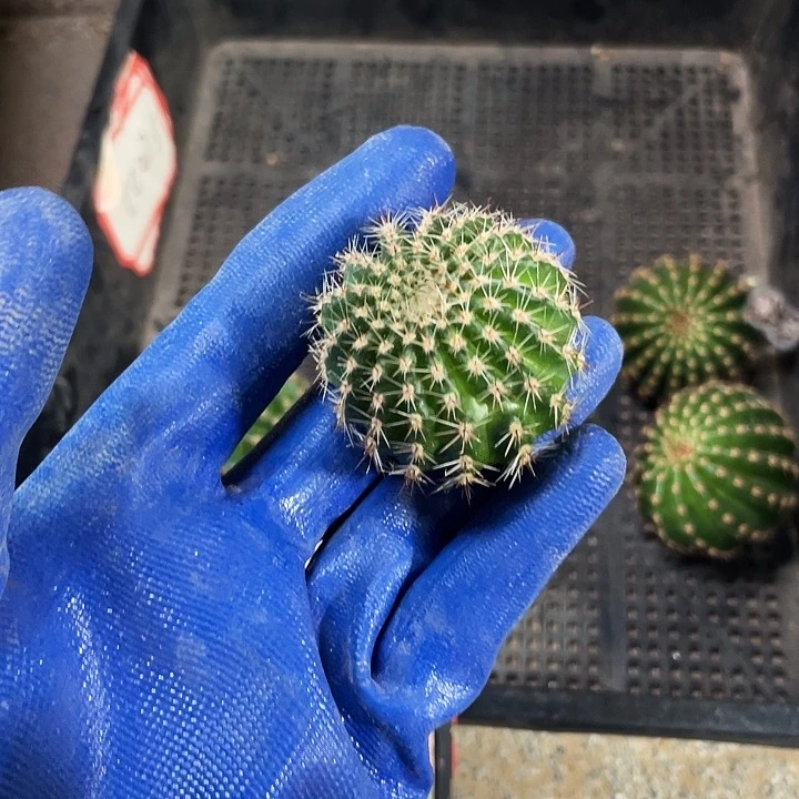 ?****cc283侧芽歪4公分左右满18包邮