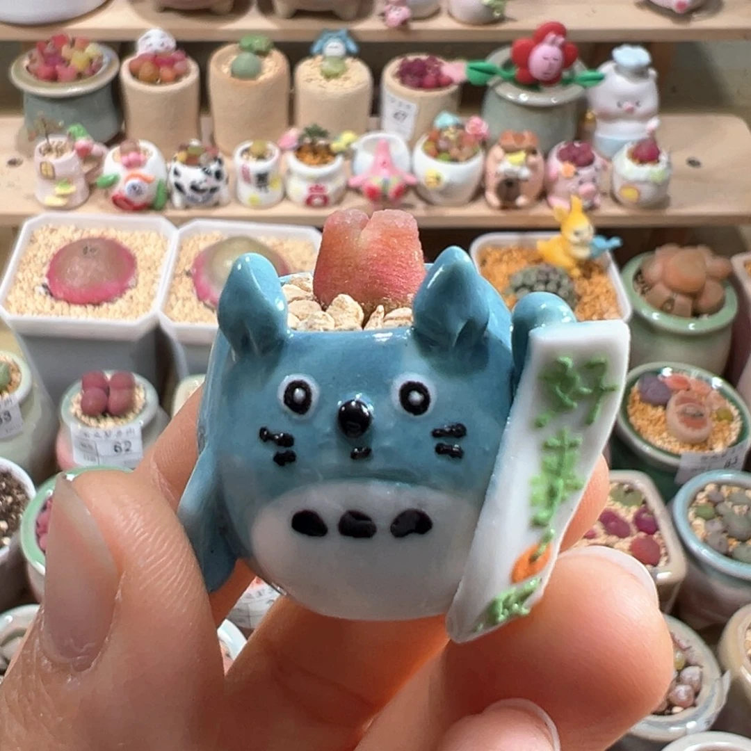 多肉植物116号拇指盆