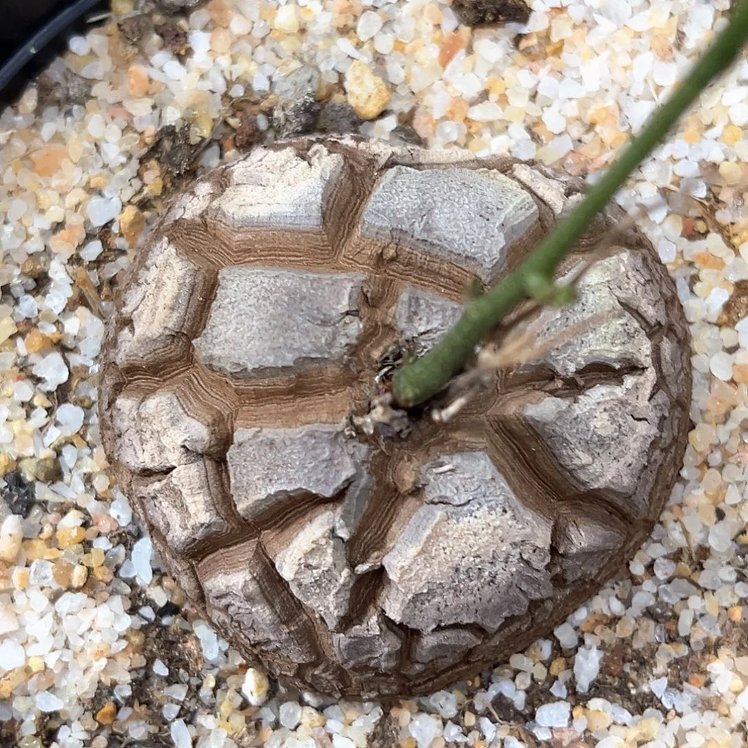 爱心龟甲龙，潮流植物