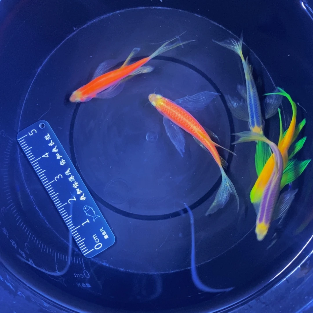 斑马鱼蝶翼斑马自选5条