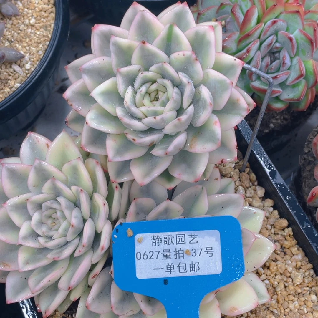 0627-37-月亮仙子锦母本大群生一颗