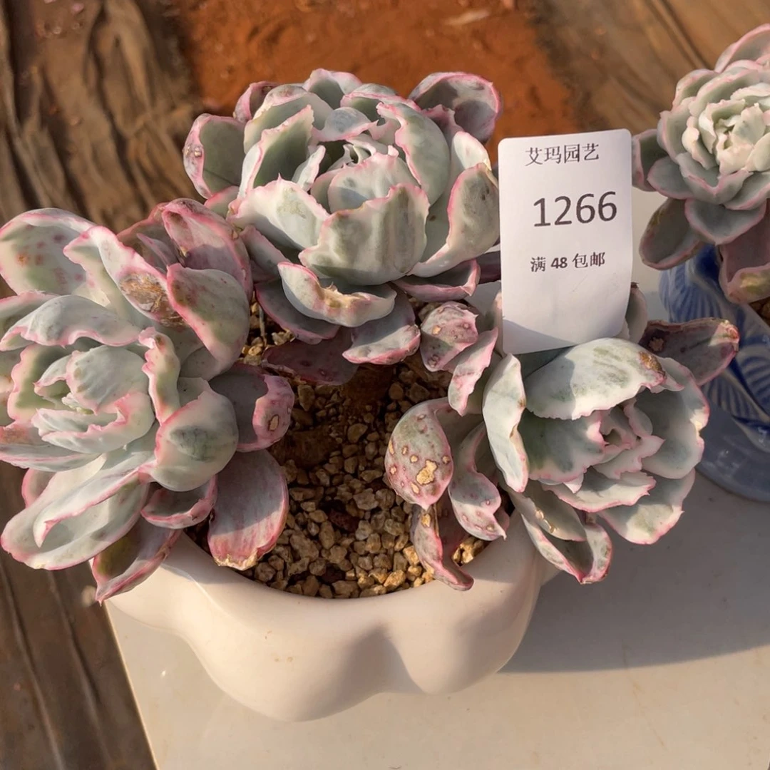 伯克利锦266多肉多肉