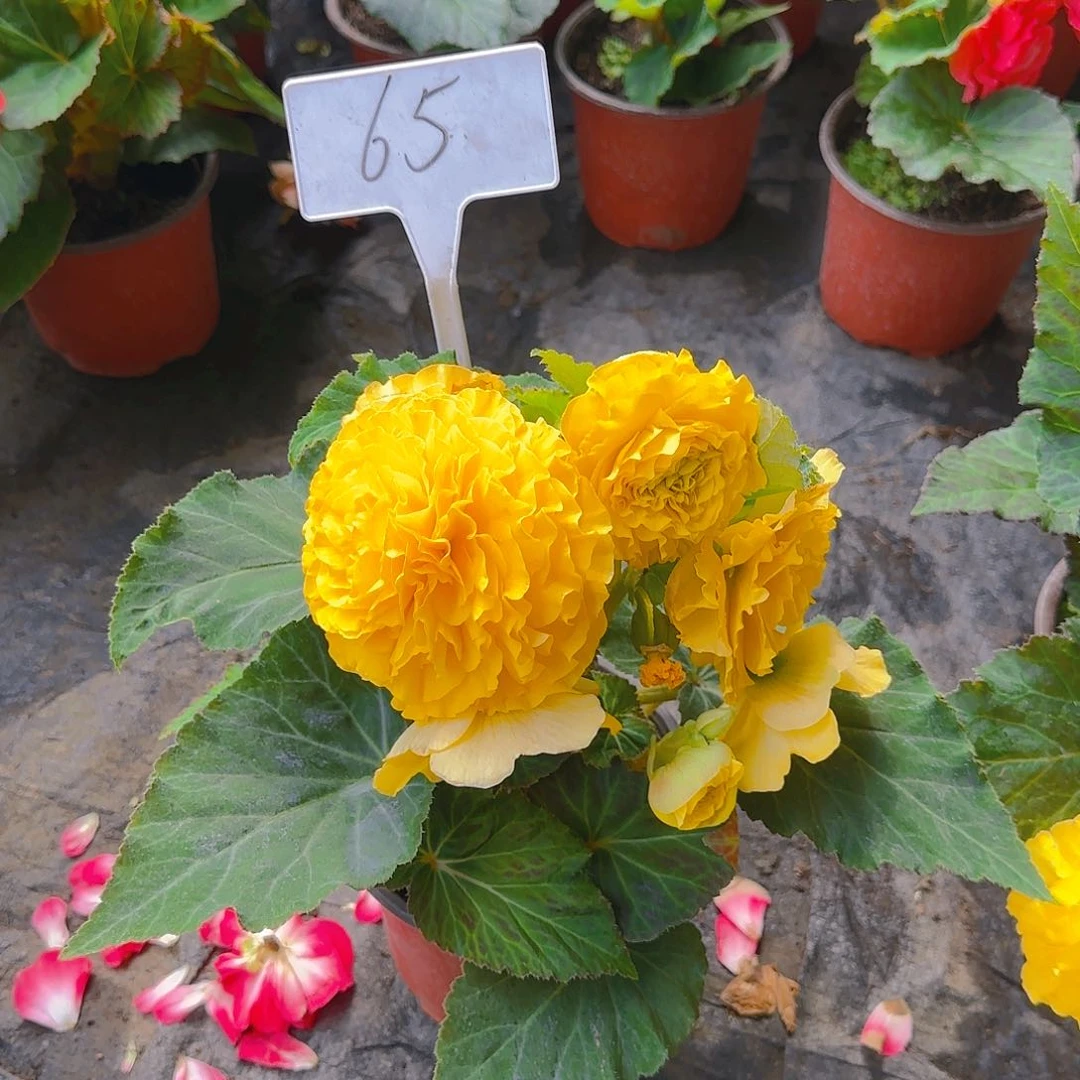 无花朵夫妻海棠种球系列65