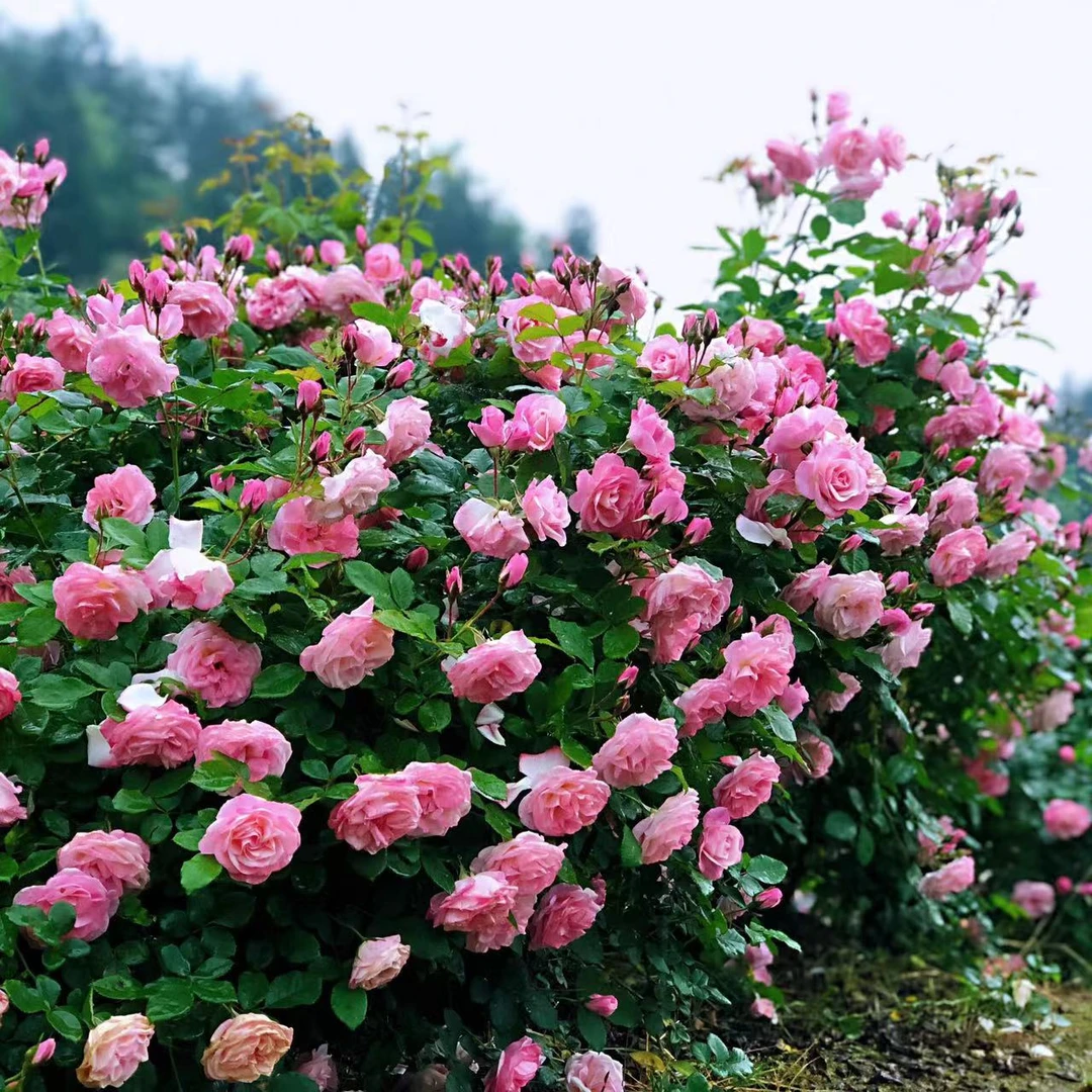 新号开播粉丝福利浓香藤本拱门四季开花室外庭院别墅花墙爬藤植物