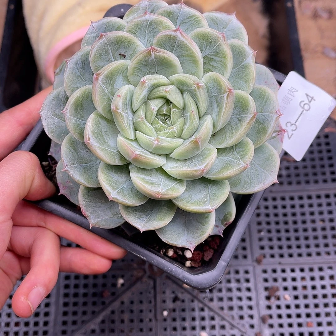 多肉一物一拍23-64