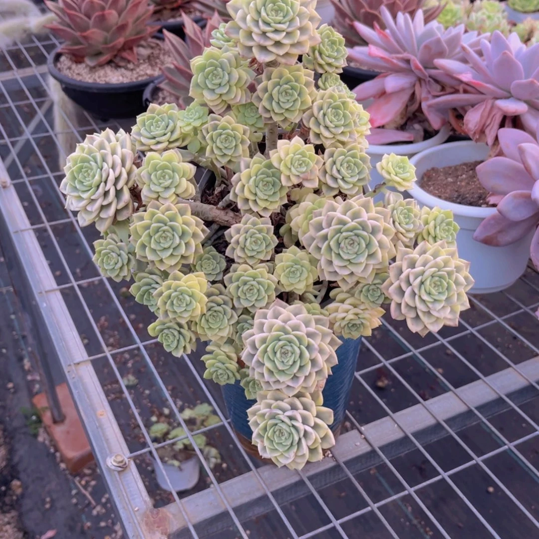 汀克贝尔锦25公分89999999