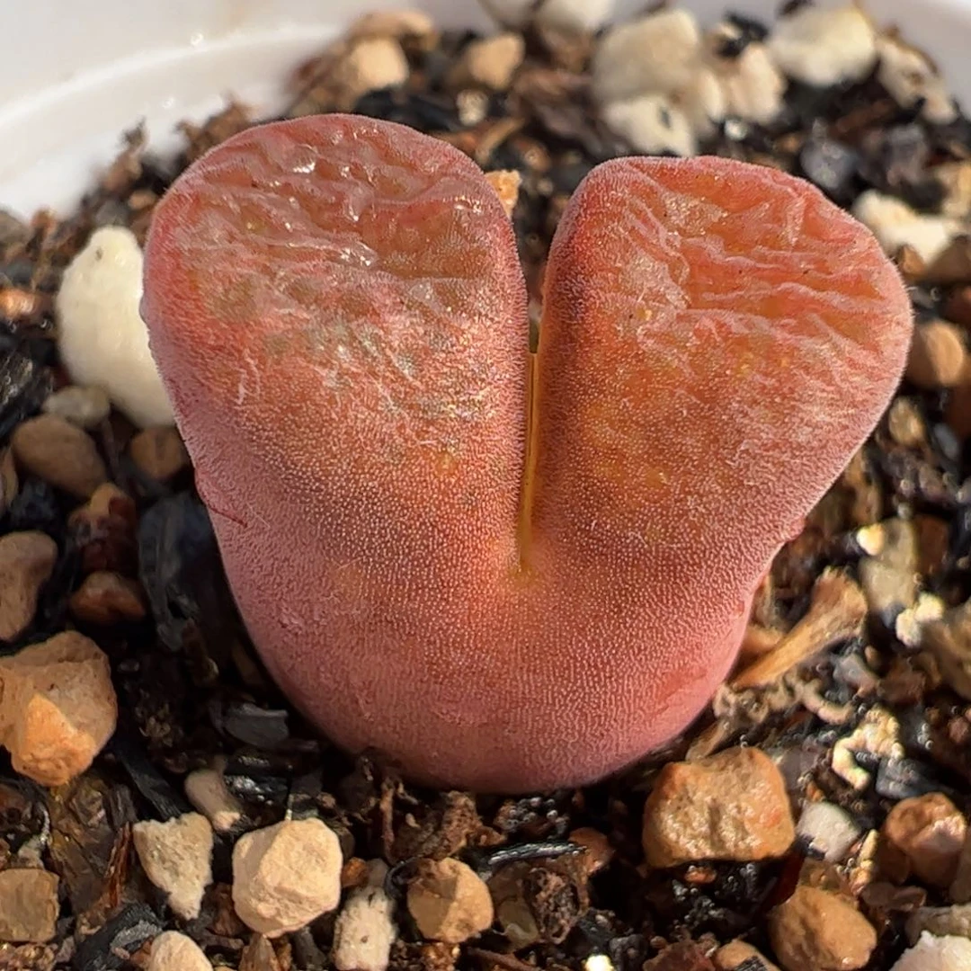 113多肉植物组合