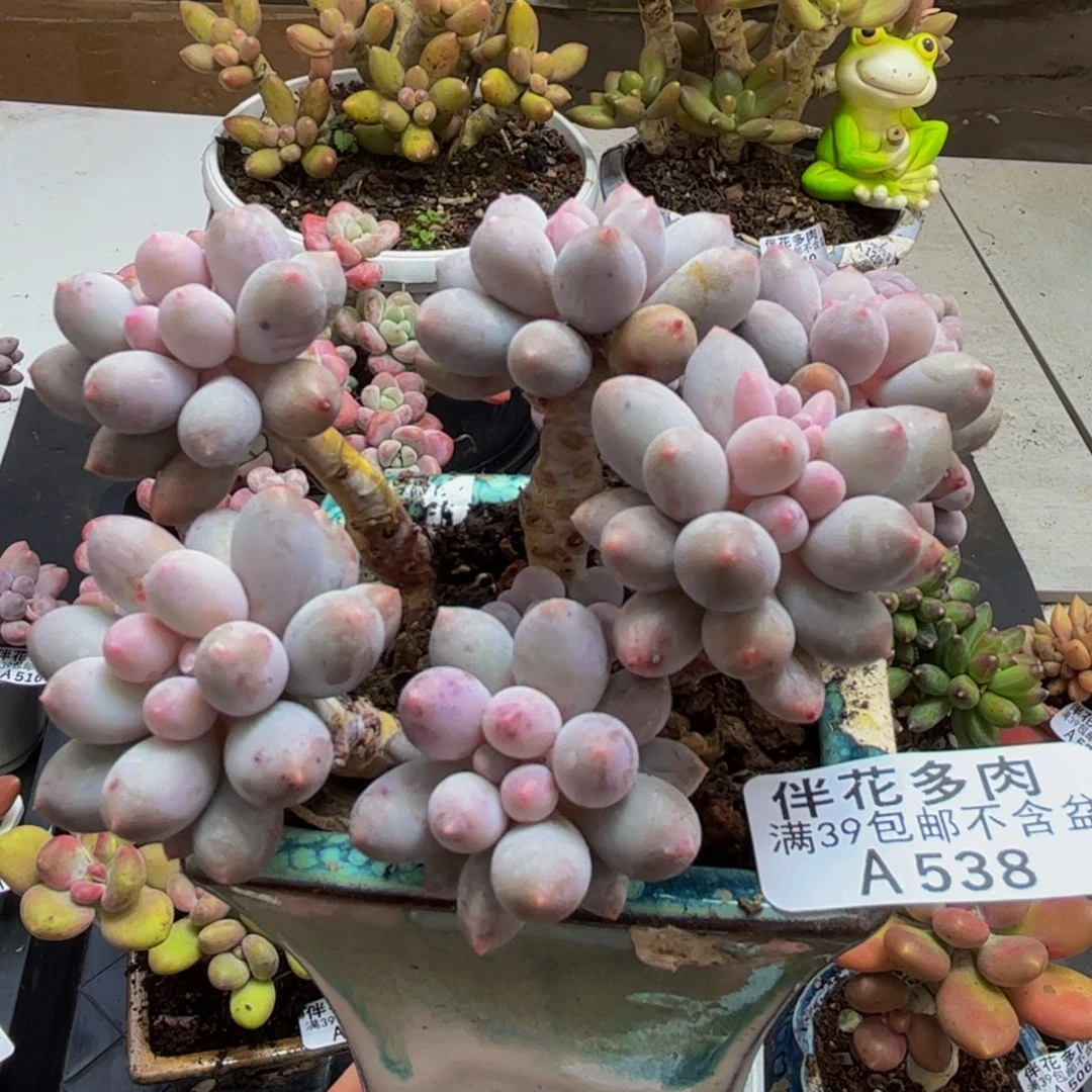 538/9cm手指奶多肉植物