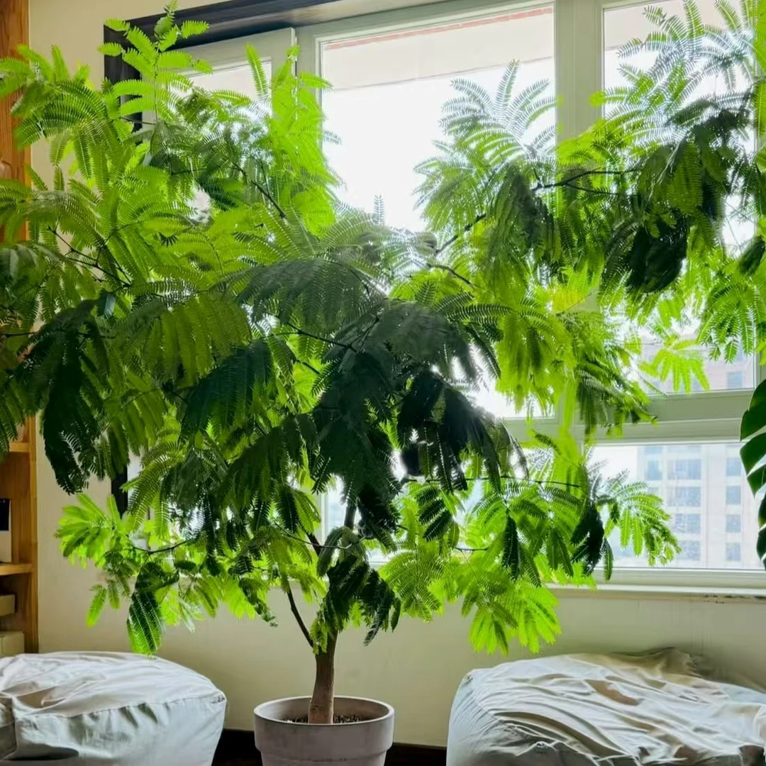 进口籽播密叶猴耳环 盆栽室内好养观叶绿植耐阴耐热 云南鲜花绿植