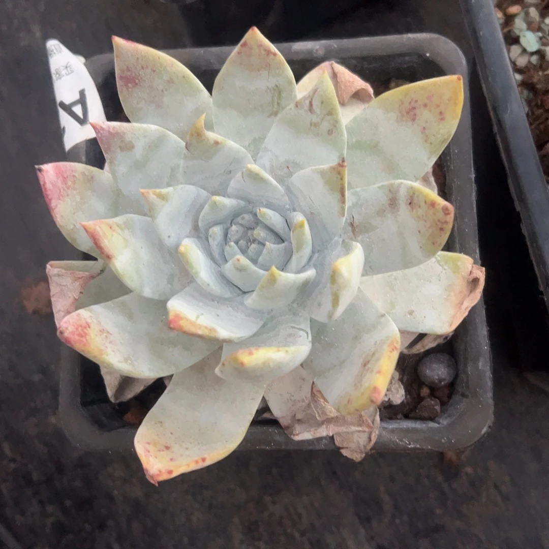 一物一拍雪山1447