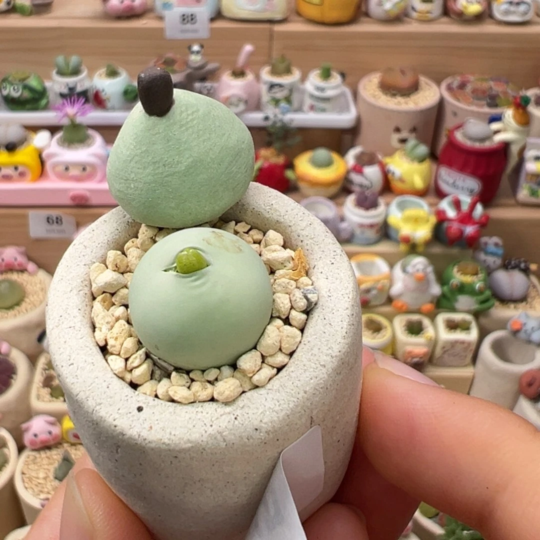 多肉植物107号鸽子蛋开花