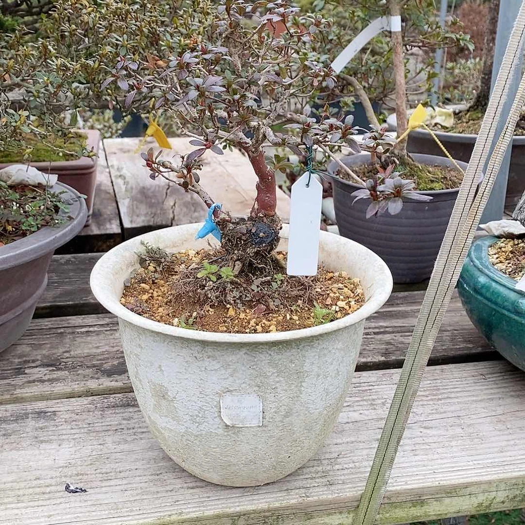 盆景阳****啊蓝424杜鹃