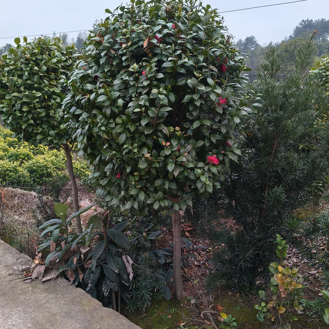 夏日七星耐寒茶花树庭院盆栽四季常青绣球花