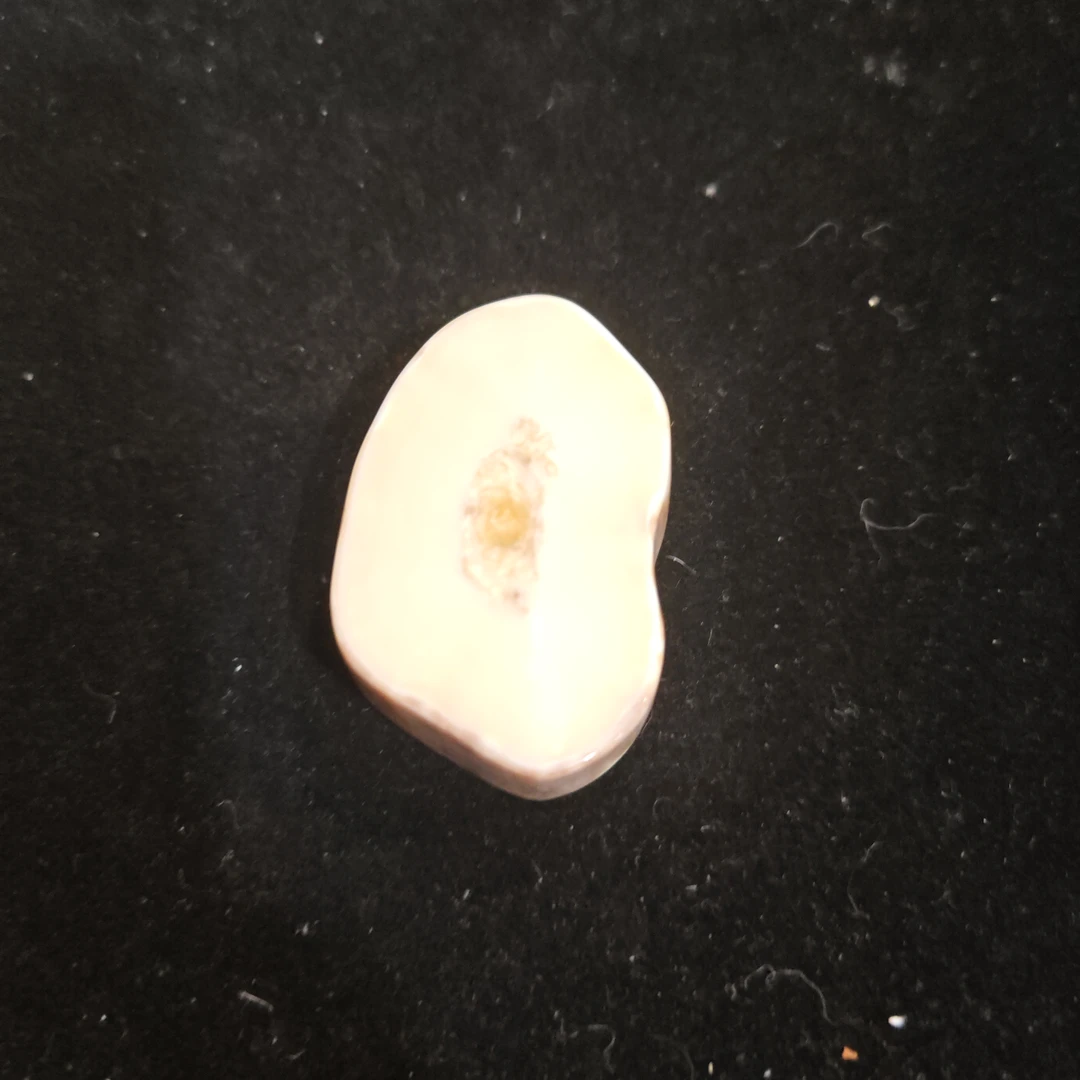 猛犸猛犸虬饼子WW861