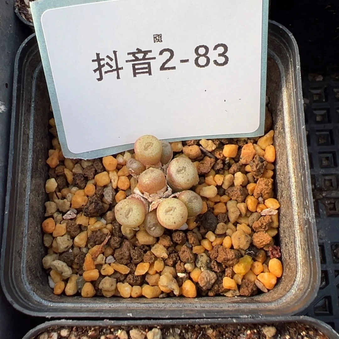 2-83s纽扣多肉植物